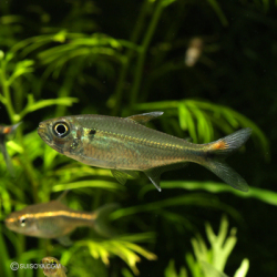 カラシンsp.