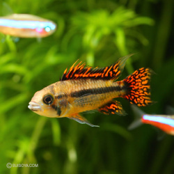 【カッコいい人気種】アピストグラマ・カカトイデス　ダブルレッド