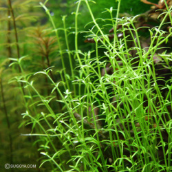 クラッスラ・ヘルムシー