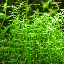 クラッスラsp．BHOOTHATHANKETTU