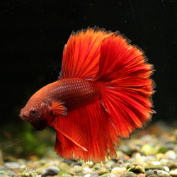 ショーベタ・ハーフムーン