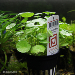 ウォーターマッシュルーム　ミニ