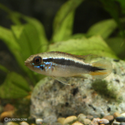 アピストグラマ・アガシジィ　ペルー