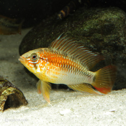 【発色選べます！】アピストグラマ・ヴィエジタ　”スーパーレッド”