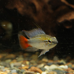 エリスルラ（リオマモレ）