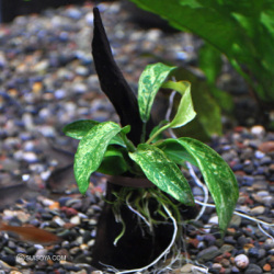 流木付のアヌビアス・バルテリーvarグラブラの斑入り