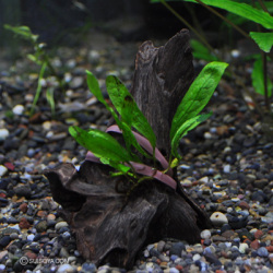 ミクロソリウムsp.”イェルナークラム”