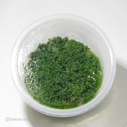 小型水槽にも バイオ水草フレカップ キューバパールグラス ｍカップ