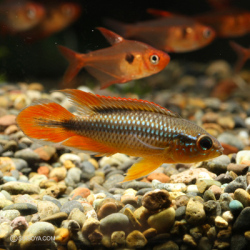 アガシジ　ウィルヘルミブリード　スーパーレッド