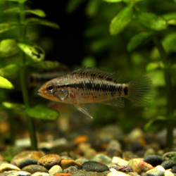 アピストグラマ・マクマステリ