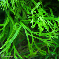 ミクロソリウム・ウィンド・ナローK