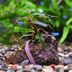 ブセファランドラsp.”ジャイアントキャサリン”（1株）