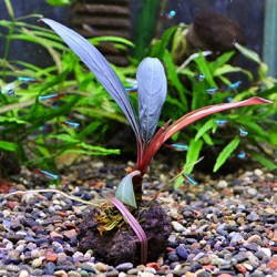 ブセファランドラsp.”スケルトン・ナロー”（1株）