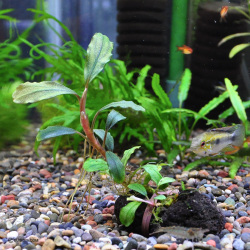 ブセファランドラsp.”UPPER GHOST”（1株）