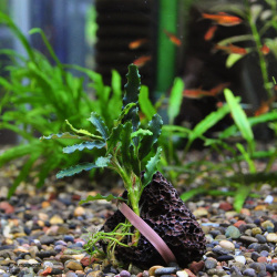 ブセファランドラsp.”タイタン”（1株）