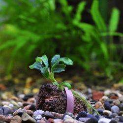 ブセファランドラsp.”ベルベットグリーンブルー”（1株）