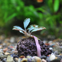 ブセファランドラsp.”レッドミニ”（1株）