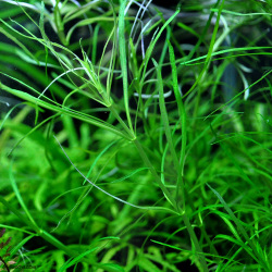 タコの足の様な水草 ポゴステモン ステラータ オクトパス 1本