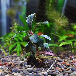 ブセファランドラsp.ディープブルー