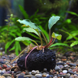 ブセファランドラsp.ティアレッド