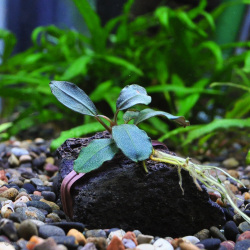 ブセファランドラsp.アップルリーフ