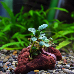 ブセファランドラsp.クダガンパープル