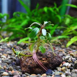 ブセファランドラsp.ブリリアンジェイド