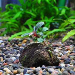 ブセファランドラsp.”チェリー”（1株）