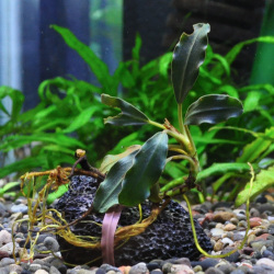 ブセファランドラsp.ティアブラック