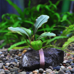 ブセファランドラsp.トリカラー