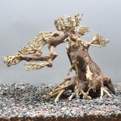 【写真の流木をお届け】水景BONSAI　五葉松（S）　No.1