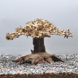 【写真の流木をお届け】水景BONSAI　榕樹（S）　No.1