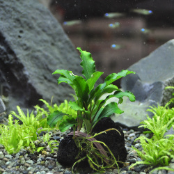 ブセファランドラsp.”グリーンベルベット”（1個）