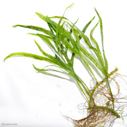 【珍ミクロ！】ミクロソリウムsp.サラワク カピット ウエスト(葉数5枚以上)