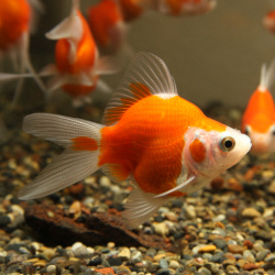 玉サバ  更紗 2021年