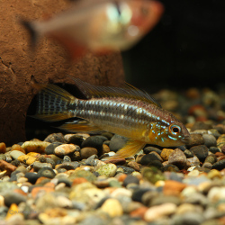 アピストグラマ・ビタエニアータ カレイロ