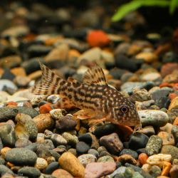 【当店繁殖でとってもカワイイ】ちびステルバイ（コリドラス・ステルバイ） 3匹セット