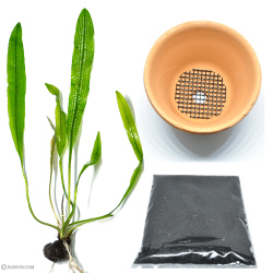 レースプラント（アポノゲトン・ヘンケリアヌス）育成鉢付き