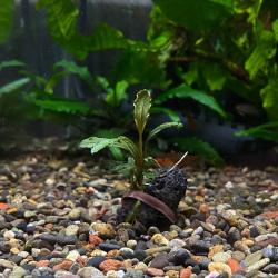 ブセファランドラsp.”ブラウニーPHOENIX”（1株）