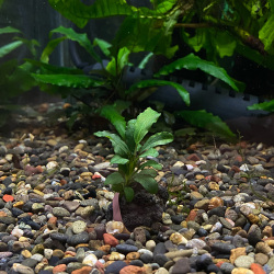 ブセファランドラsp.”シュガーグリーン”（1株）