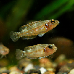 ランプロローグス・オセラータス ブルー 10匹