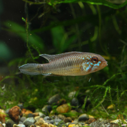 【写真の個体・大きな背びれが特徴的】アピストグラマ・ロートカイル イサナ産（オス）