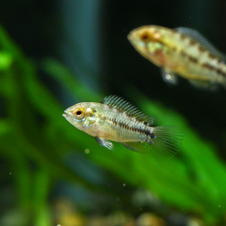 【当店繁殖・小さい今だけ価格】Ap.ボレリー オパール（小さめ・6匹セット）