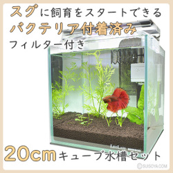 【水草付き！初心者の方も簡単】スグにはじめる熱帯魚20cmキューブ水槽セット