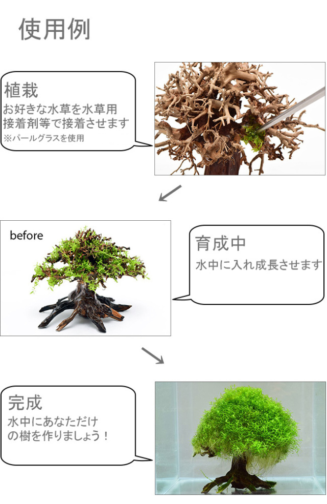 写真の流木をお届け】水景BONSAI 榕樹（S） No.2