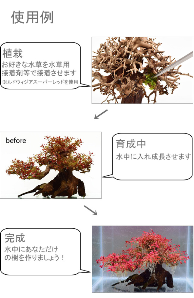 写真の流木をお届け】水景BONSAI 五葉松（S） No.1
