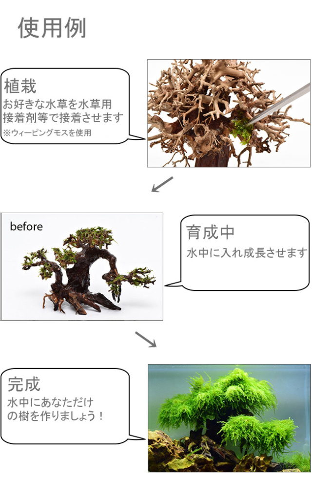 写真の流木をお届け】水景BONSAI 菩提樹（S） No.1