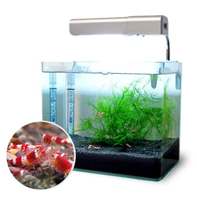 レッドビーシュリンプ セット │ レッドビーシュリンプ 販売 