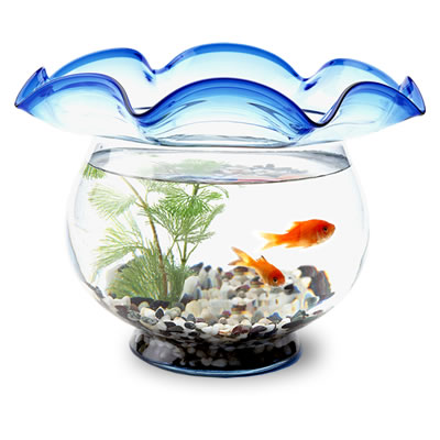 金魚鉢 │ 金魚鉢 販売