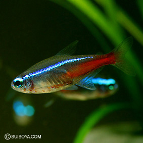 ワイルド・ネオンテトラ